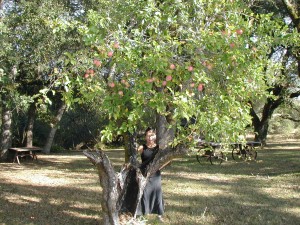 A tree that didn't give up